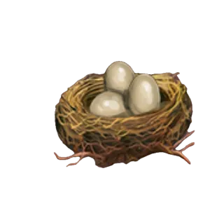 nest with eggs